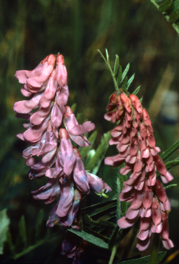 Tufted Vetch in nature